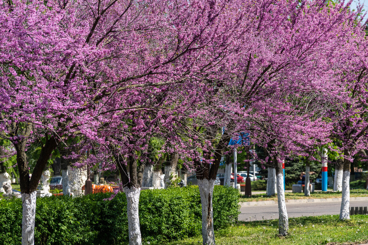 Багряник - Игорь Сикорский
