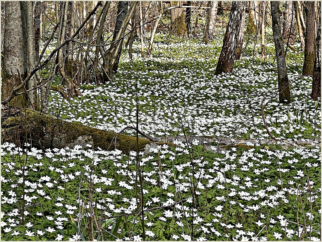 В апрельском лесу. - Валерия Комова В апрельском лесу. - Валерия Комова