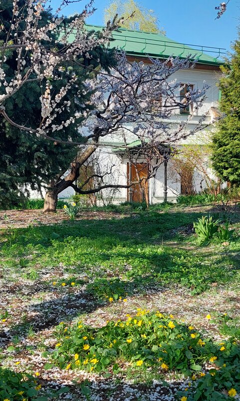 Вот и вишня зацвела - ИРЭН@ .