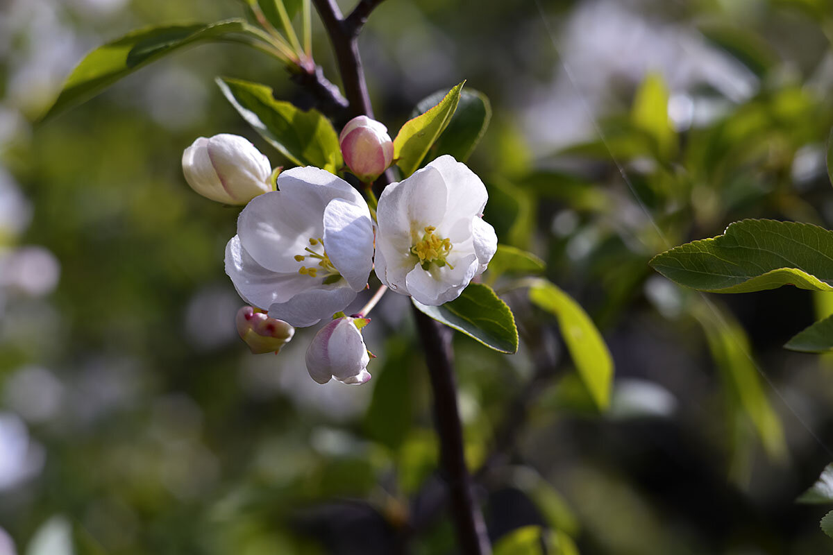 Весеннее цветение - Геннадий Супрун Весеннее цветение - Геннадий Супрун