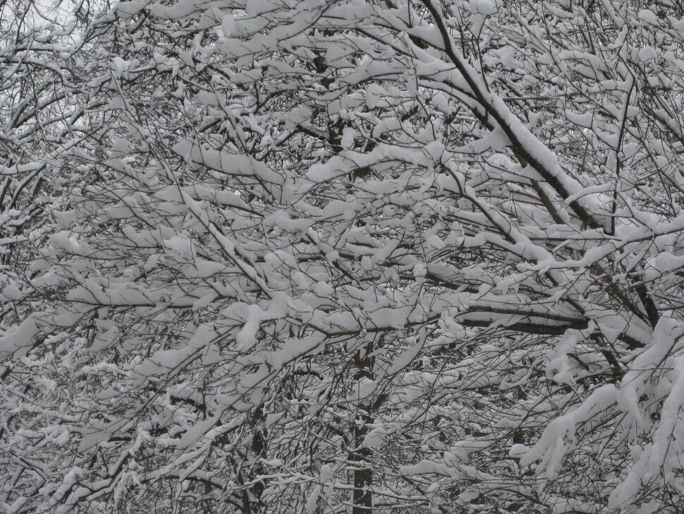 Апреля зимние красоты. Год 2025 - Дмитрий Никитин