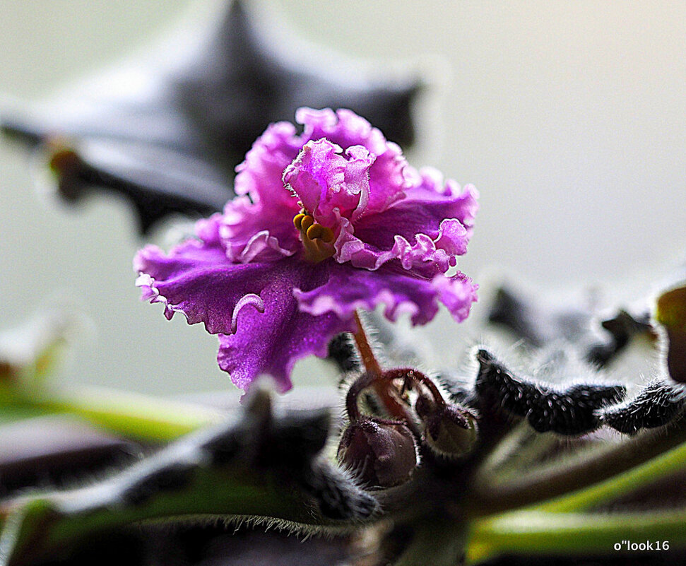 маленькие радости - Олег Лукьянов маленькие радости - Олег Лукьянов