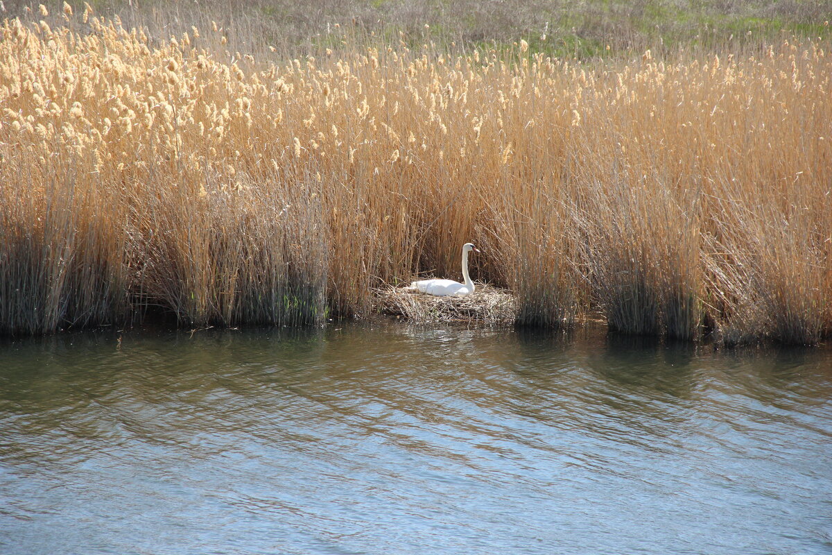 Лебедь высиживает потомство. - Виктор 