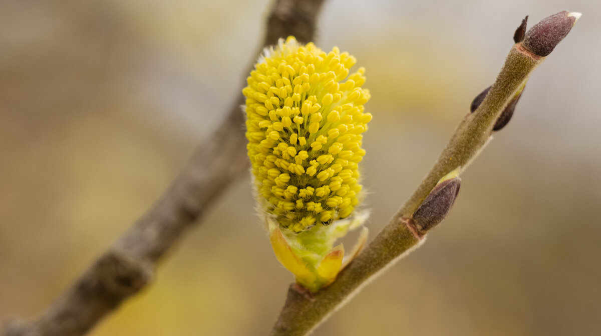 Blooming Willow | 7 - Sergey Sonvar