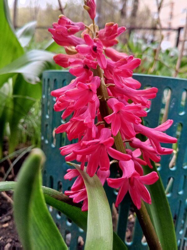 Гиацинт - Сапсан 