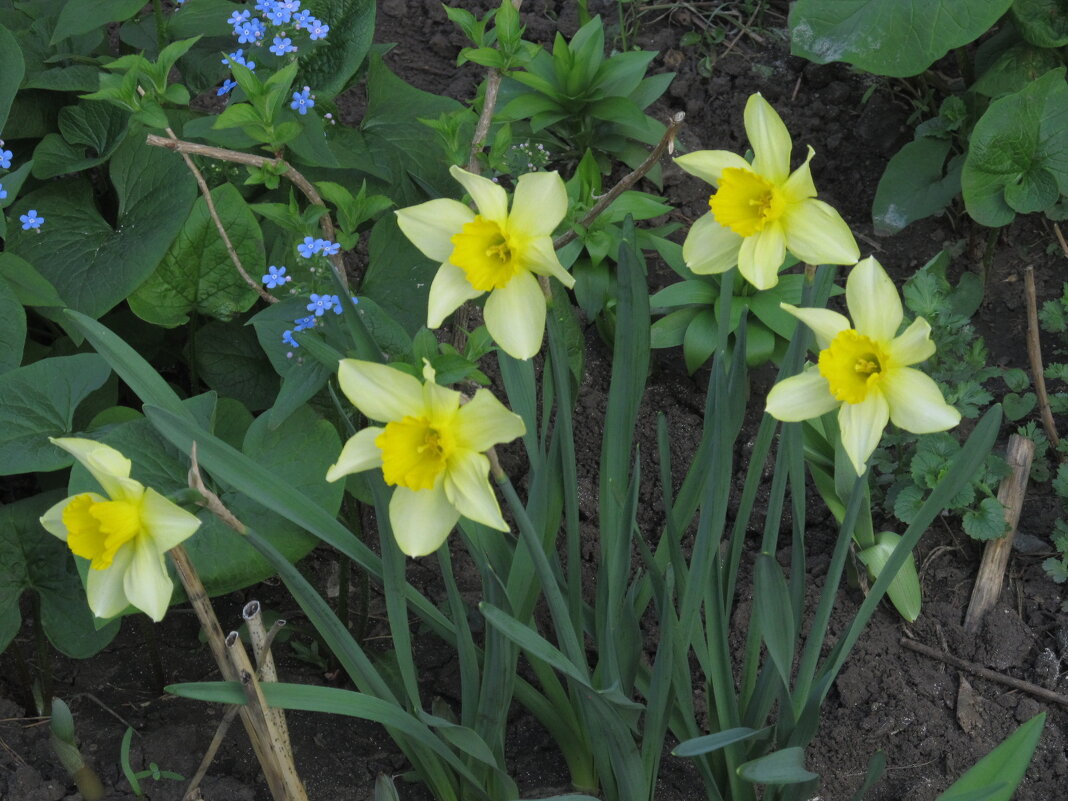 апрельское , жёлтое - Елена Шаламова