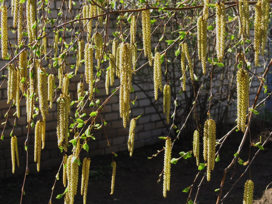апрельское ,зелёное - Елена Шаламова