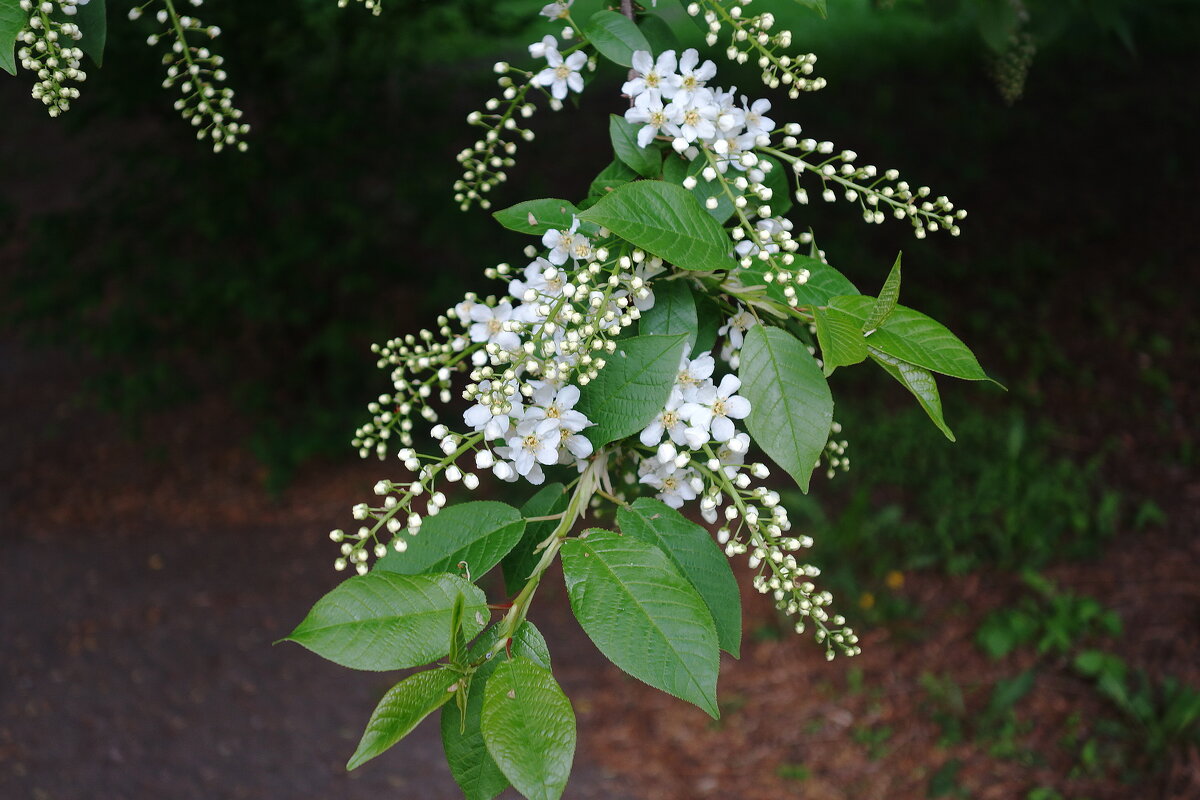 Черемуха - Рита Симонова