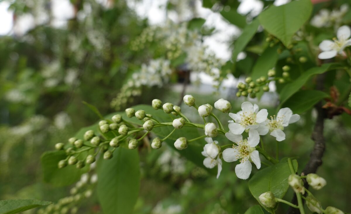 Расцвела черемуха, распустилась белая... - Галина Расцвела черемуха, распустилась белая... - Галина