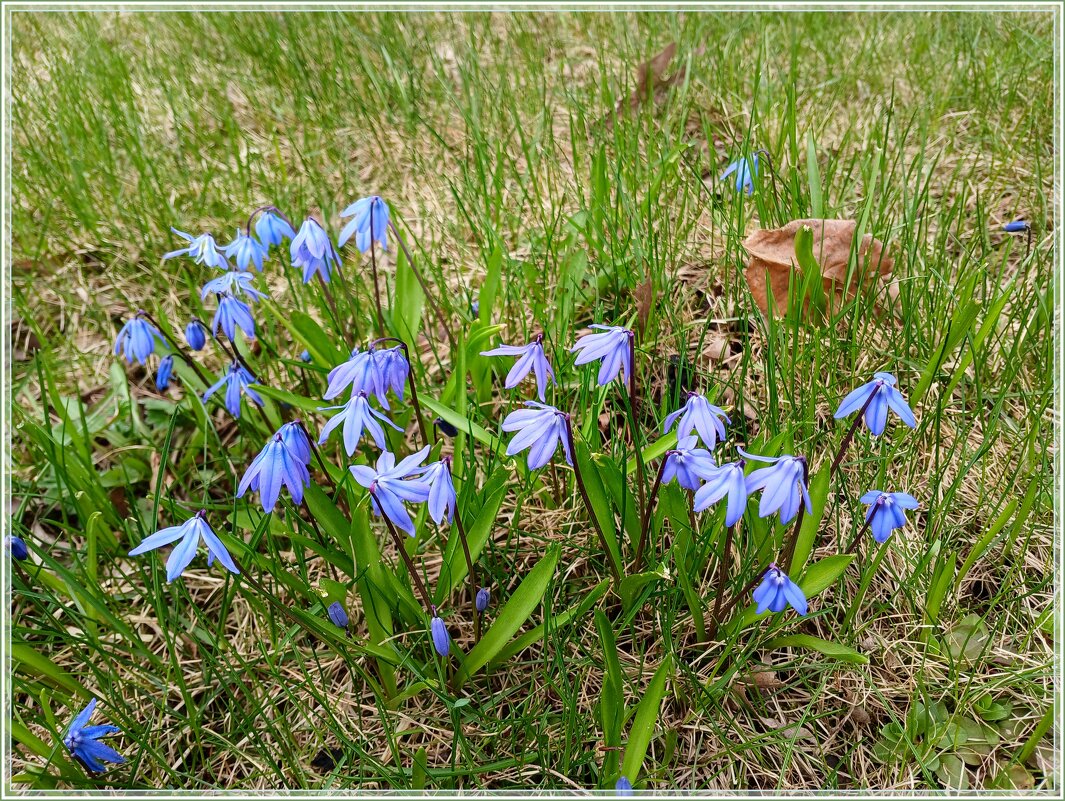 Милые пролески. - Лия ☼ Милые пролески. - Лия ☼