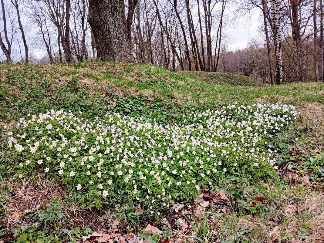 Бабочка из первоцветов. - Лия ☼ Бабочка из первоцветов. - Лия ☼