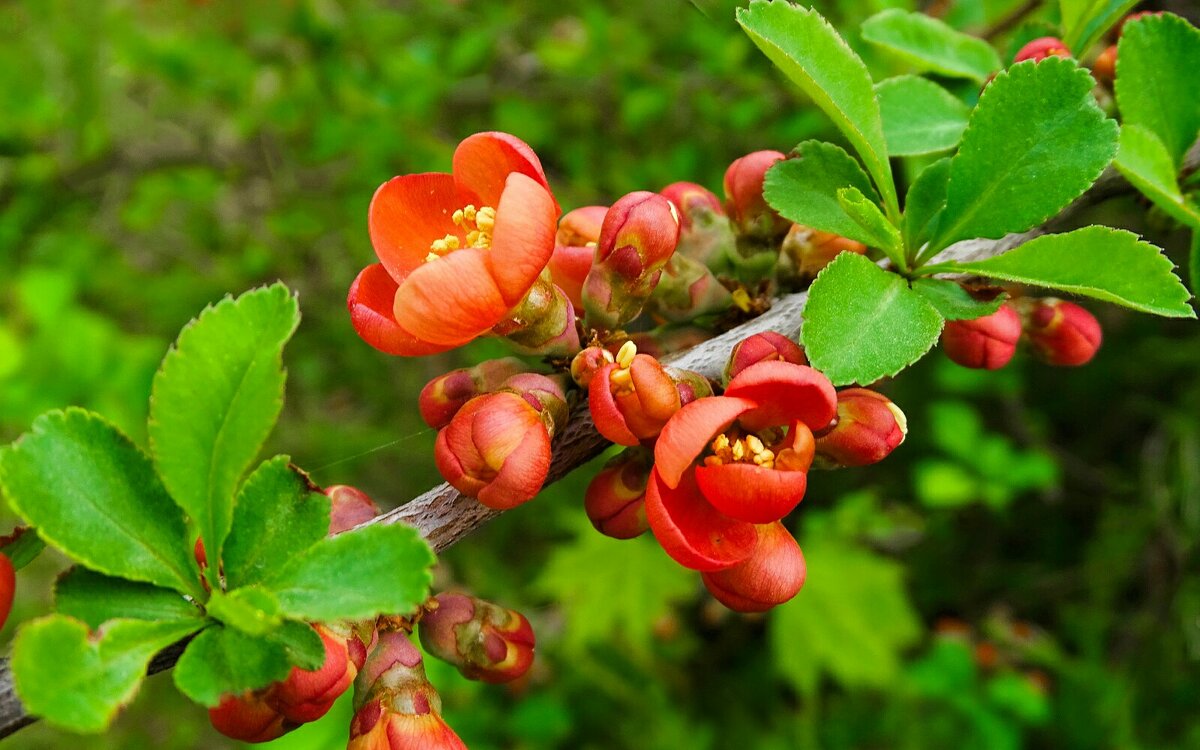 Цвет японской айвы в городе. - Милешкин Владимир Алексеевич 