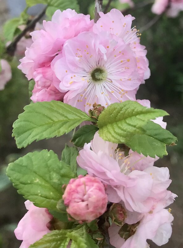 Красивая весна - Pippa 