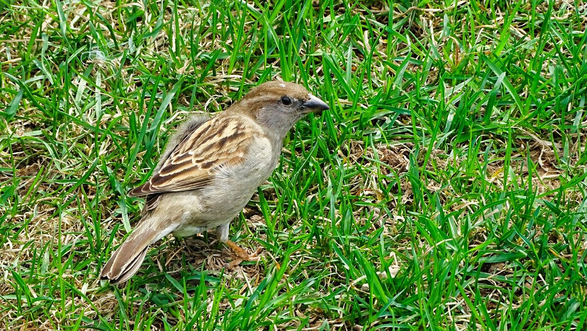 Воробей в поиске пищи. - Милешкин Владимир Алексеевич Воробей в поиске пищи. - Милешкин Владимир Алексеевич