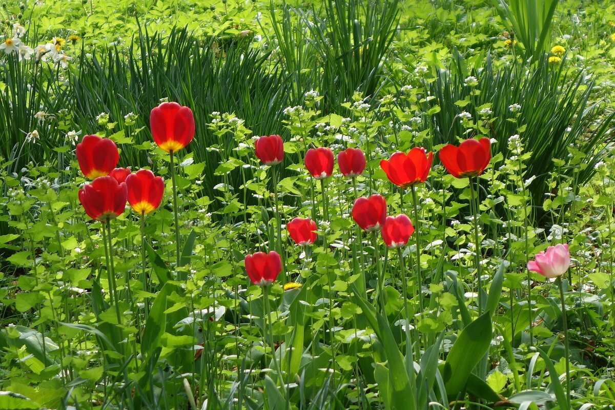 Тюльпаны - Рита Симонова