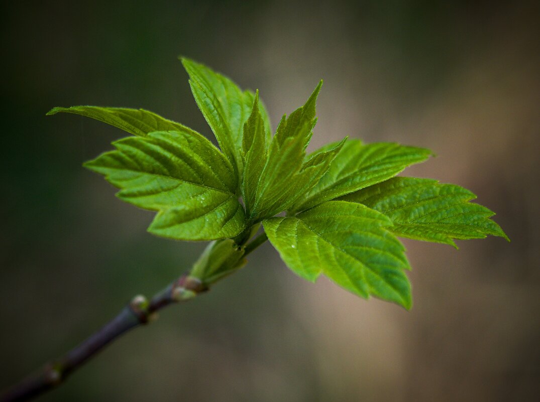 весна - Олег Алексеев