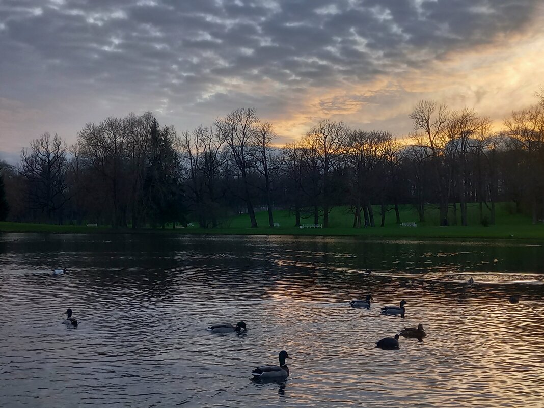 Утки - Сапсан 