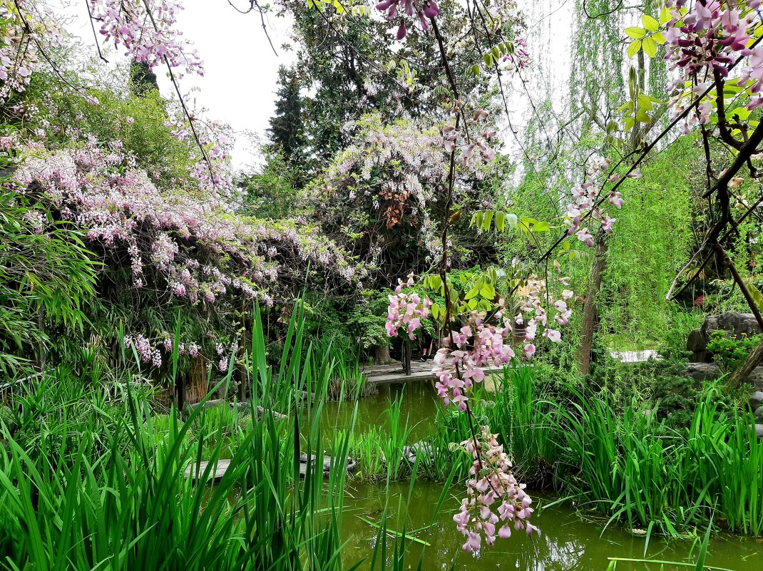 ГЛИЦИНИЯ - Tata Wolf