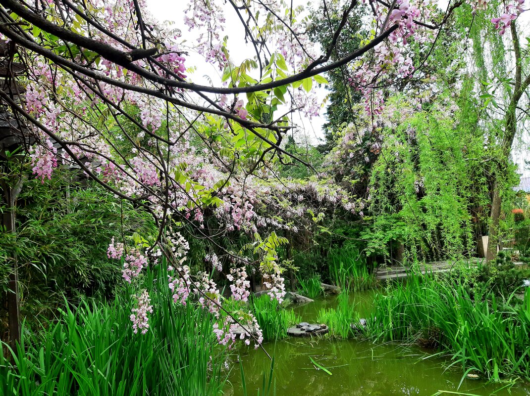 ГЛИЦИНИЯ - Tata Wolf ГЛИЦИНИЯ - Tata Wolf