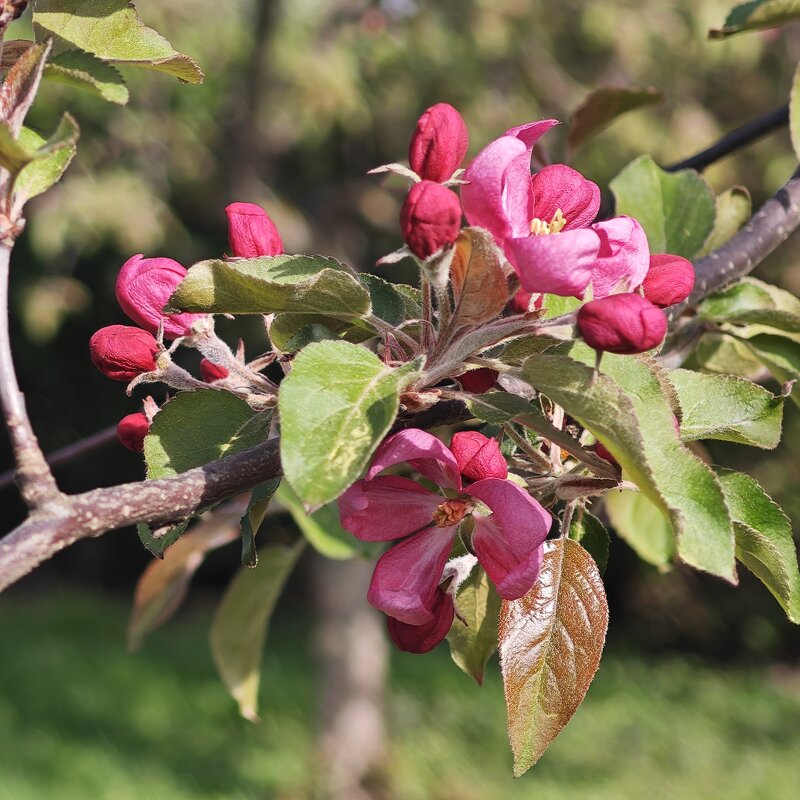 Цветение - <<< Наташа >>> Цветение - <<< Наташа >>>