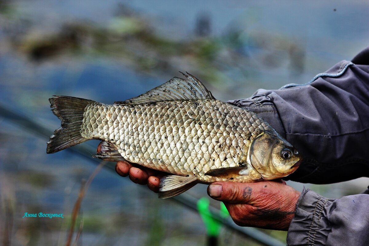Вот такие караси водятся в нашей речушке Свинцовке. - Восковых Анна Васильевна Вот такие караси водятся в нашей речушке Свинцовке. - Восковых Анна Васильевна
