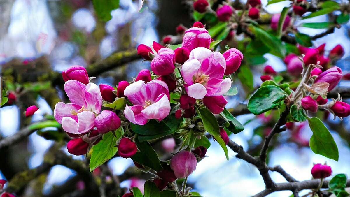 Цвет японской яблони - Милешкин Владимир Алексеевич Цвет японской яблони - Милешкин Владимир Алексеевич