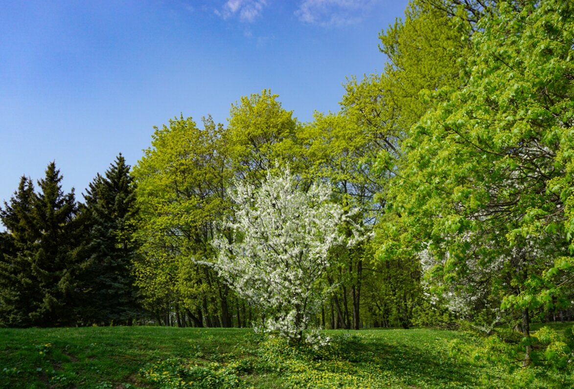 Нежные краски весны - Ольга 