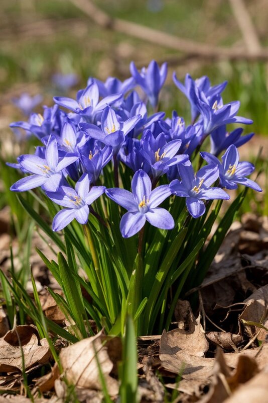 Первоцветы - Ольга Первоцветы - Ольга