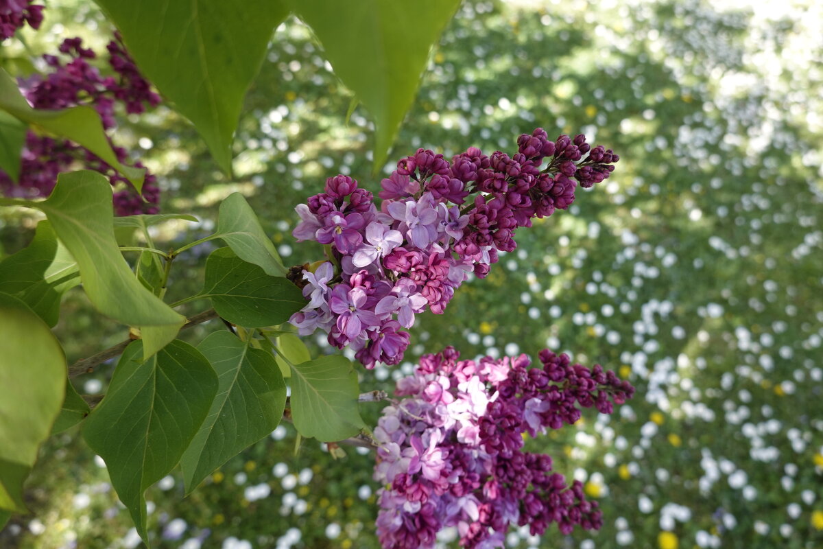 Цветёт сирень душистая, Собою так пленит... - Галина Цветёт сирень душистая, Собою так пленит... - Галина