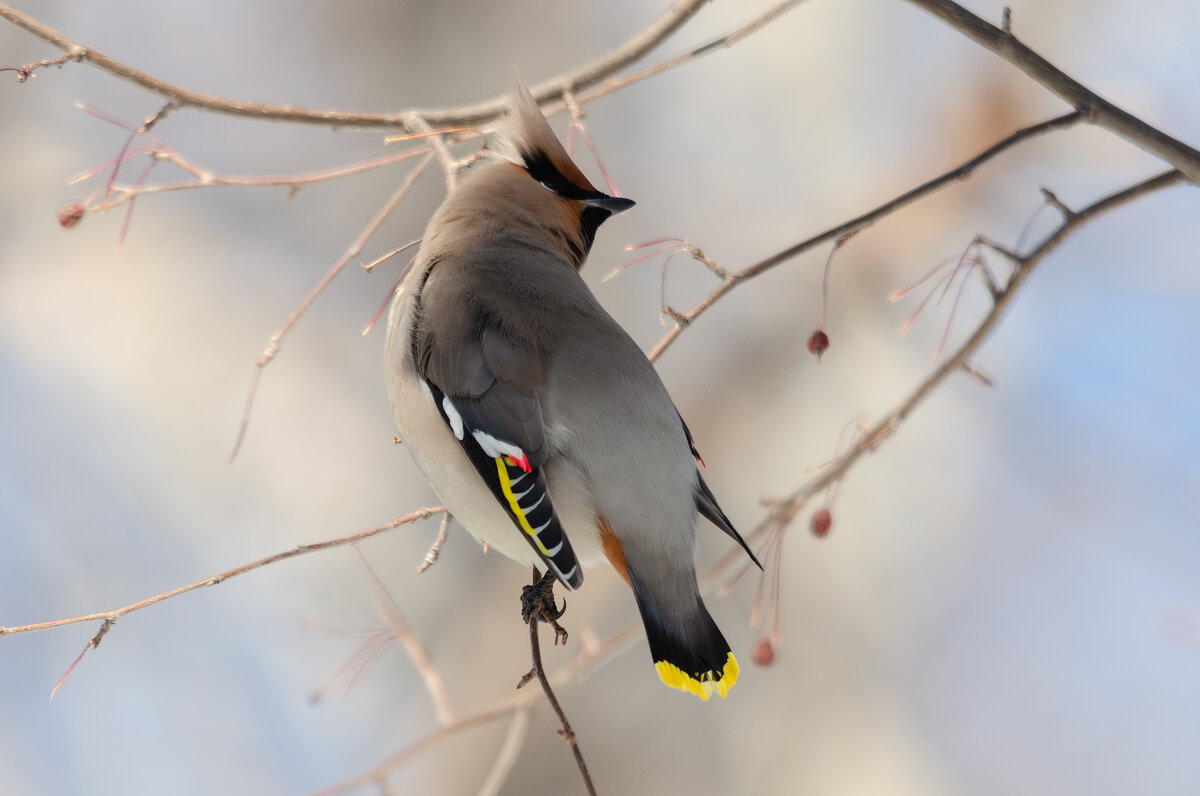 Свиристель. - Виктор Иванович Чернюк