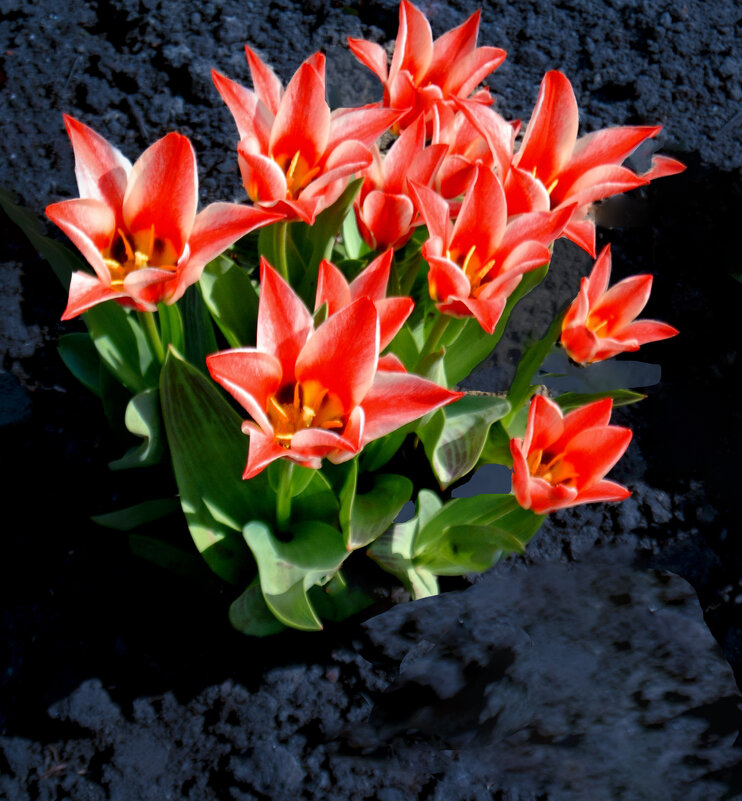 Тюльпаны-малыши - Евгений Тюльпаны-малыши - Евгений