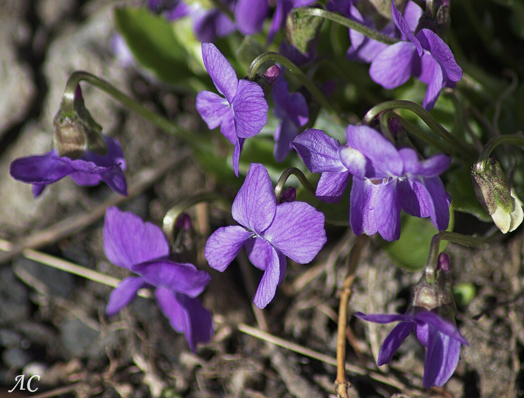 Фиалка - Любовь Сахарова