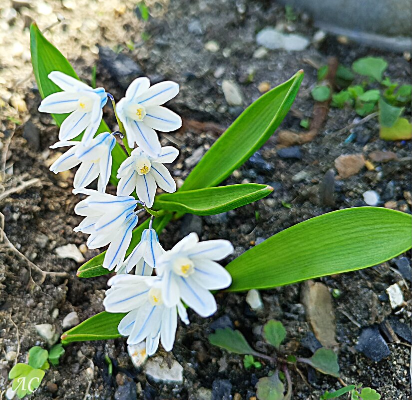 Полосатый сквилл - Любовь Сахарова
