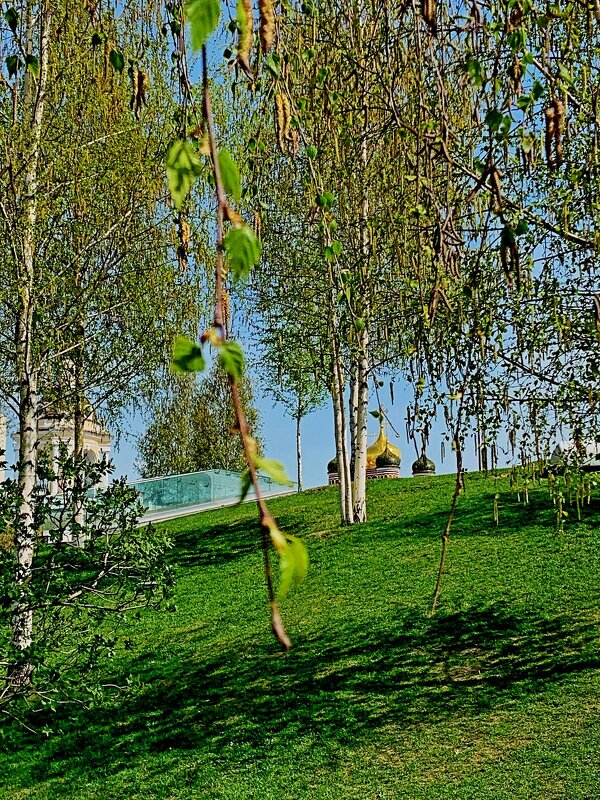 Милые березки. - Vladimir Semenchukov