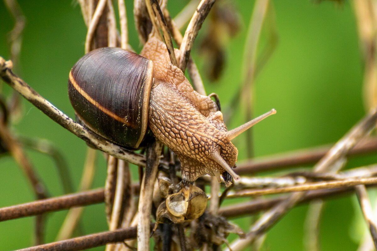 виноградная улитка - Игорь Сикорский виноградная улитка - Игорь Сикорский