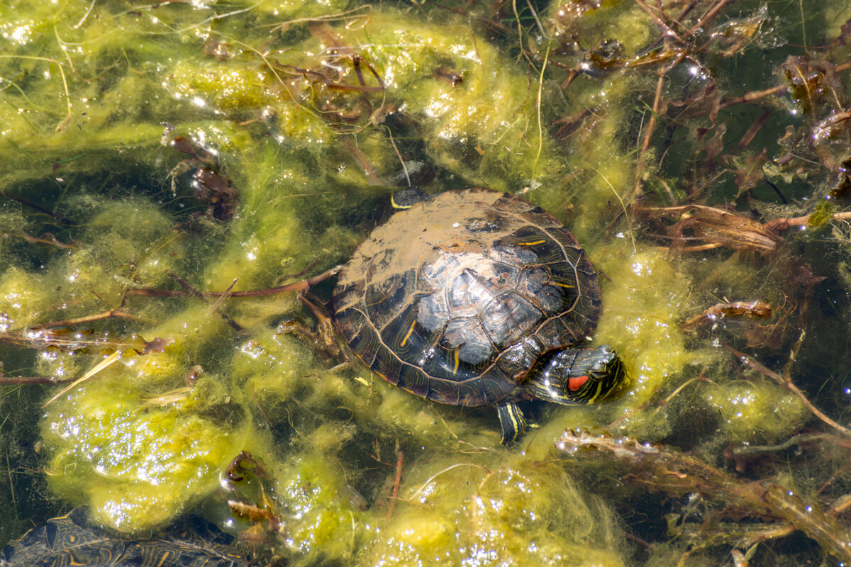 Болотная черепаха - Игорь Сикорский Болотная черепаха - Игорь Сикорский