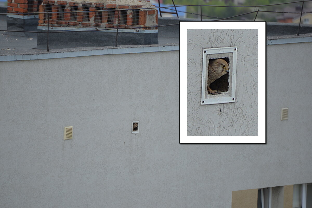 Хозяйка одобрила - Сеня Белгородский Хозяйка одобрила - Сеня Белгородский