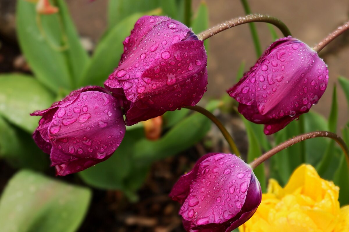 После дождя - Юрий. Шмаков