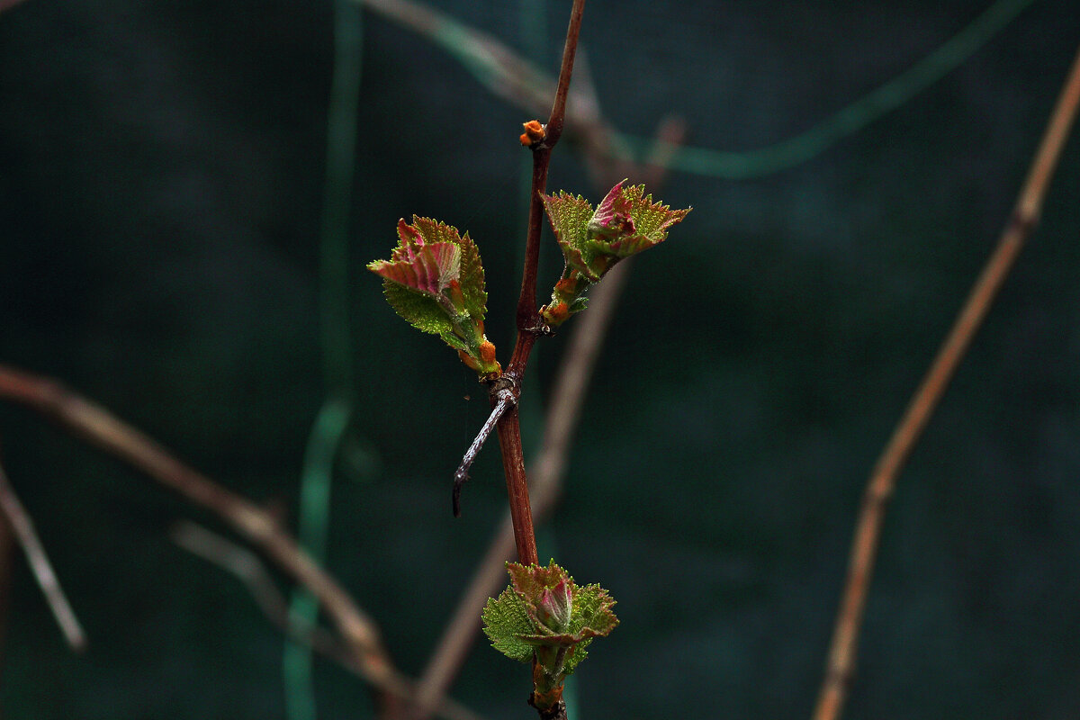 Виноград - Юрий Гайворонскiий