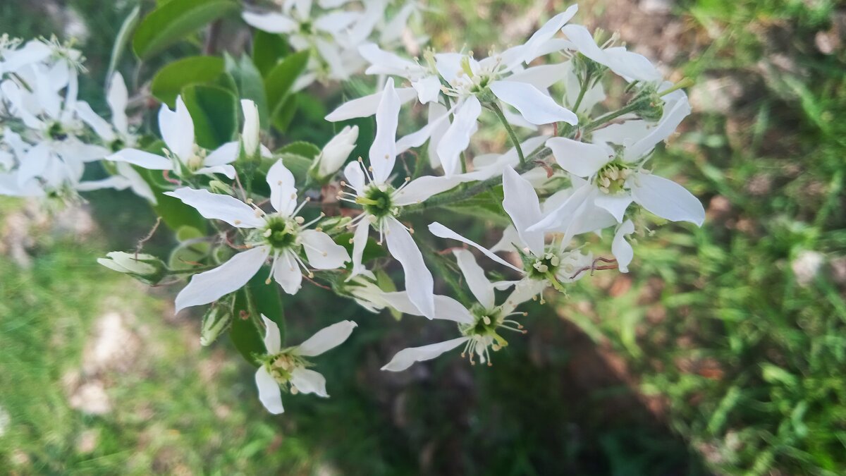 цветы как звёзды - Елена Шаламова цветы как звёзды - Елена Шаламова