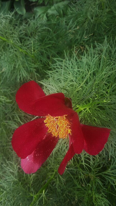 цветы как звёзды - Елена Шаламова цветы как звёзды - Елена Шаламова