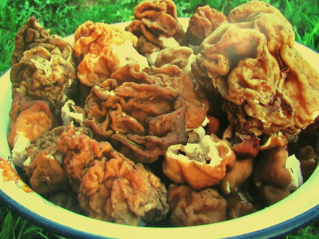 Итог тихой охоты - Людмила Смородинская