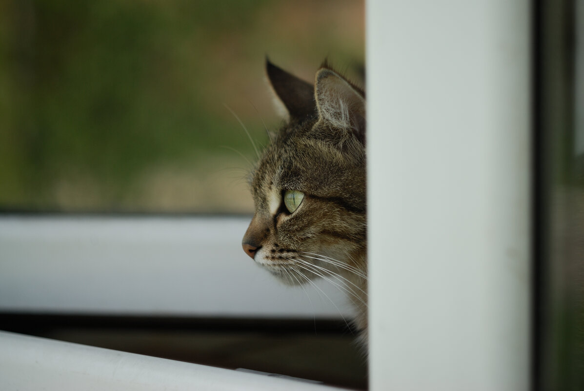 Чика - Referee (Дмитрий)