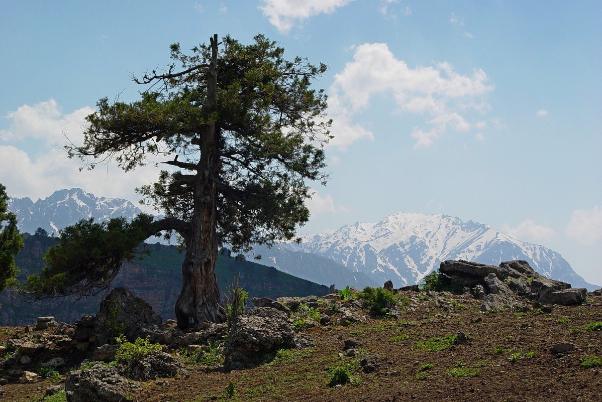 БОЛЬШОЙ ЧИМГАН, 3300м, вид со стороны. - Виктор Осипчук БОЛЬШОЙ ЧИМГАН, 3300м, вид со стороны. - Виктор Осипчук