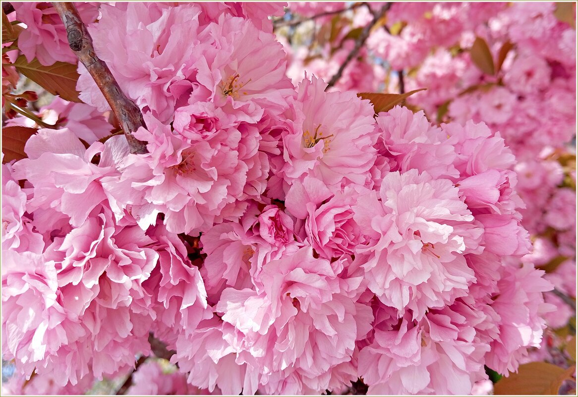 Буйное цветение сакуры. - Валерия Комова