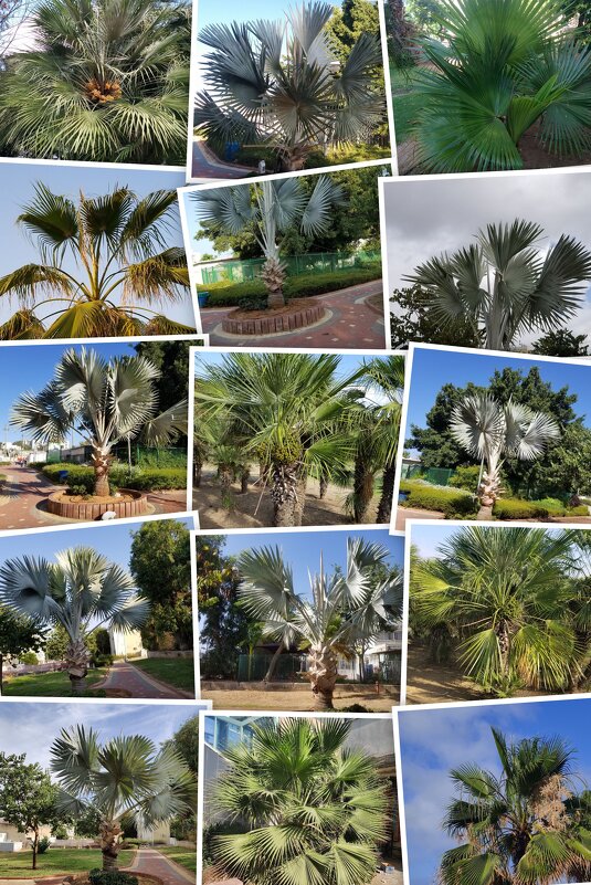 Пальма. Коллаж по моим фотографиям. - Светлана Хращевская Пальма. Коллаж по моим фотографиям. - Светлана Хращевская