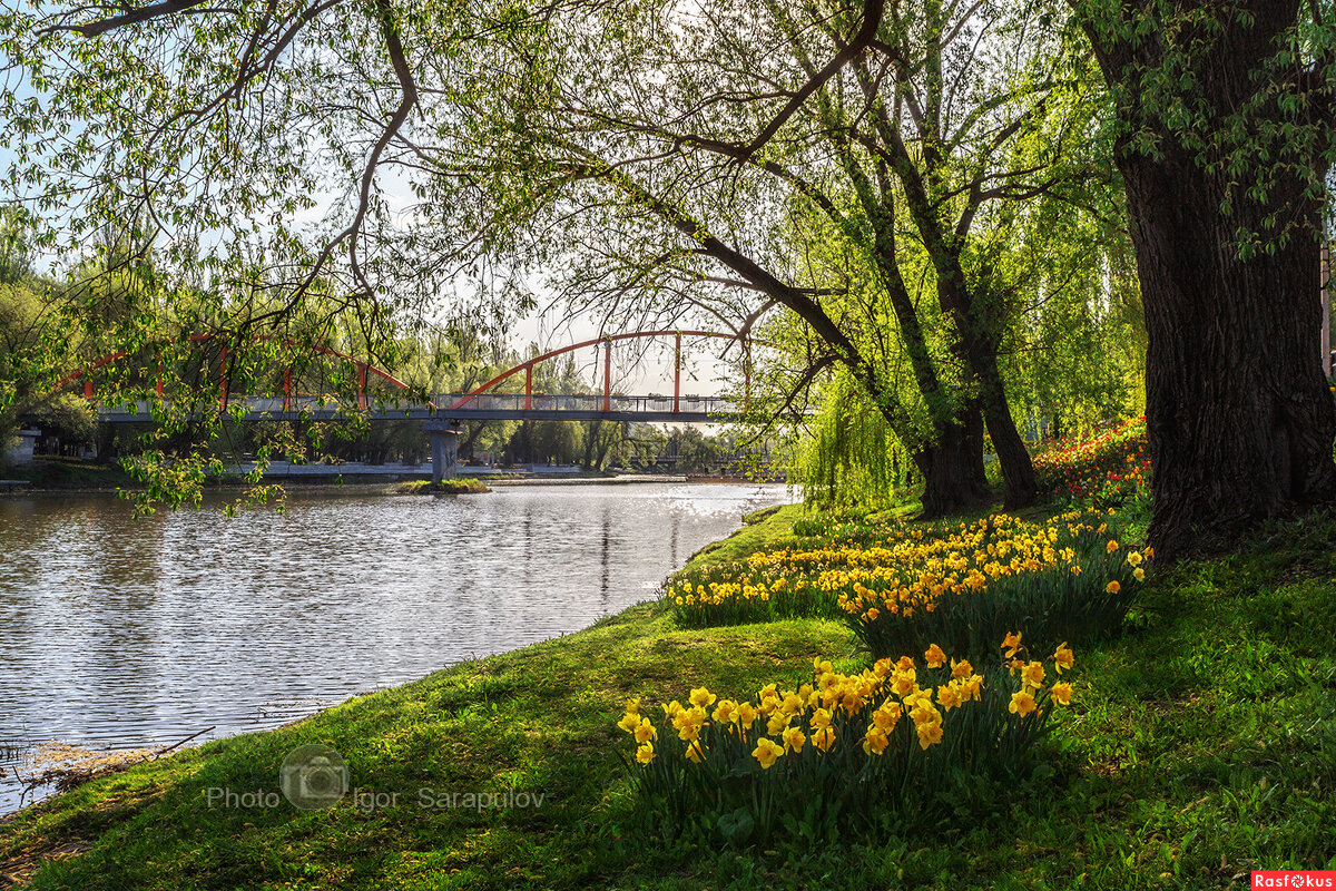 Цветочные берега Везёлки - Игорь Сарапулов Цветочные берега Везёлки - Игорь Сарапулов