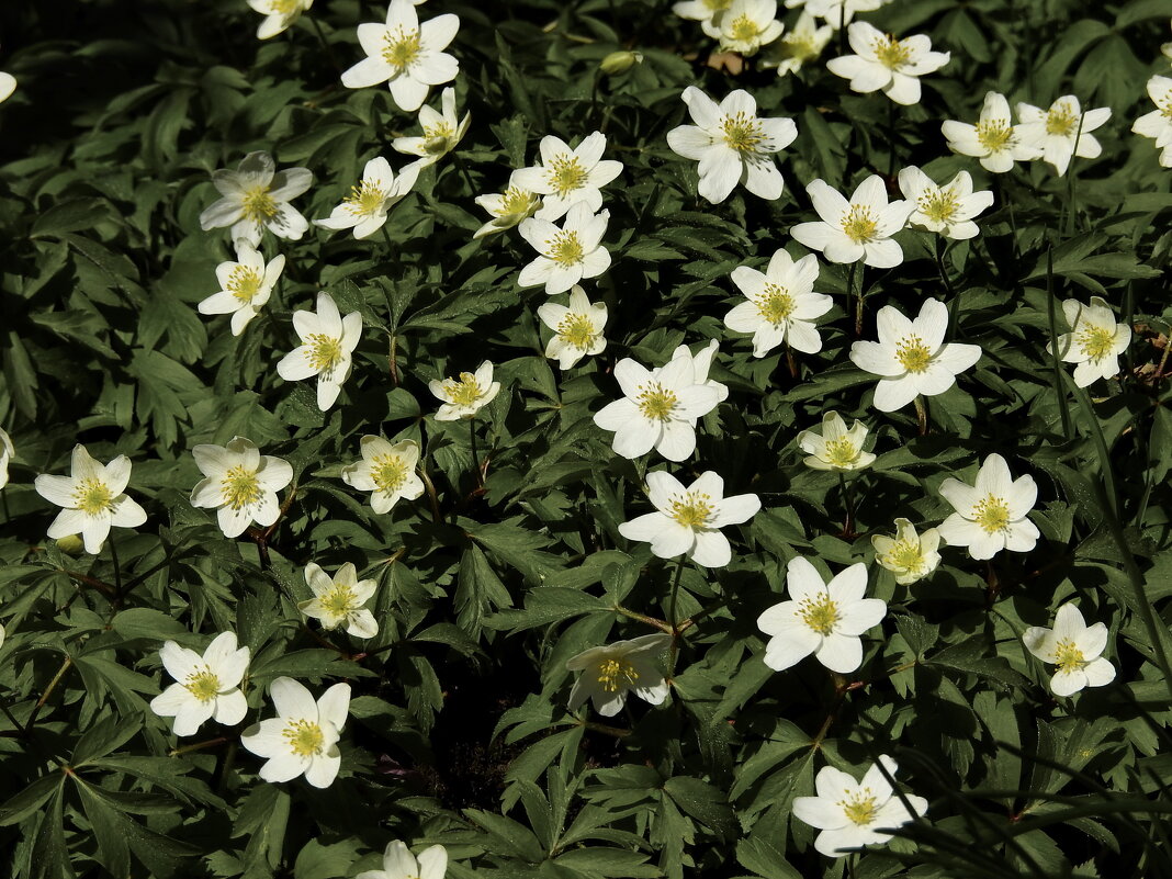 весна - ИННА ПОРОХОВА