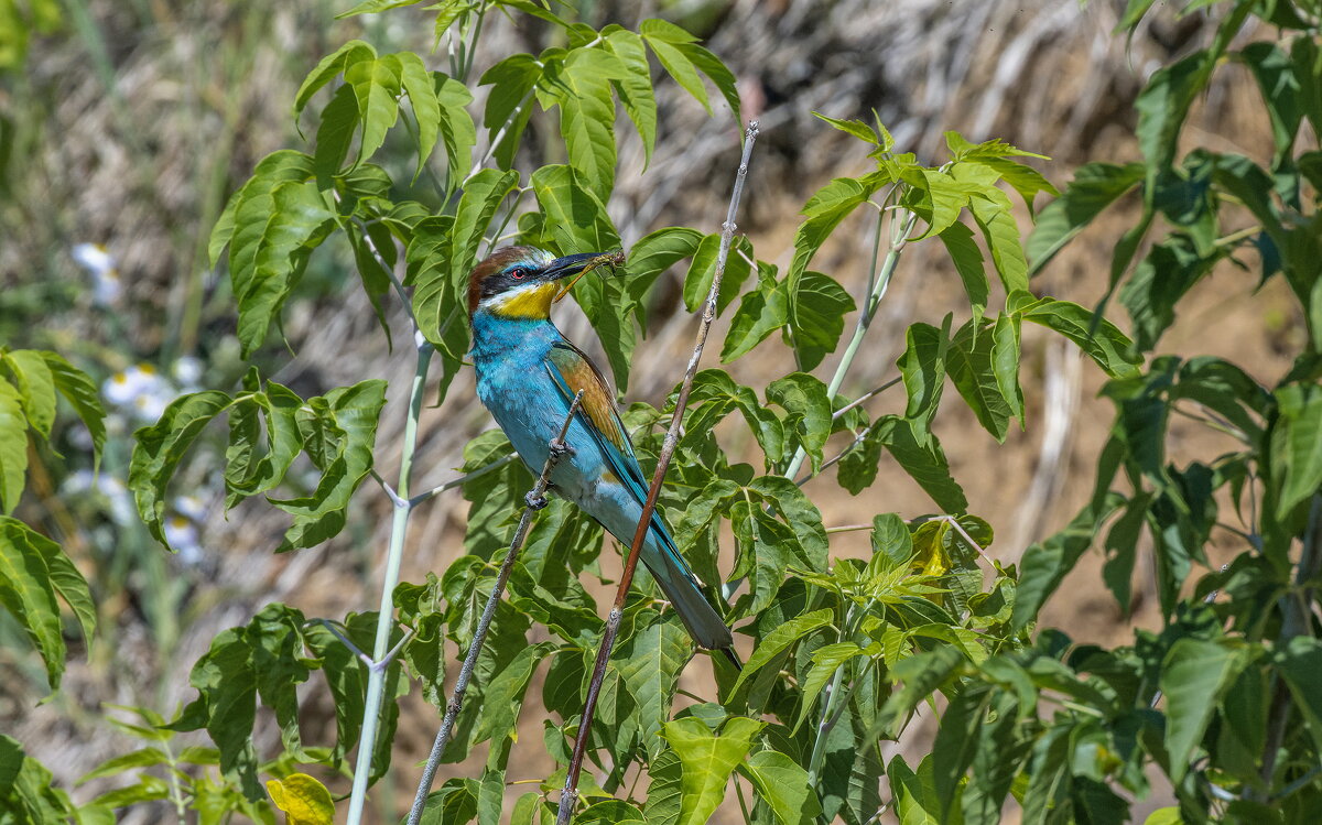 золотистые щурки. - юрий макаров