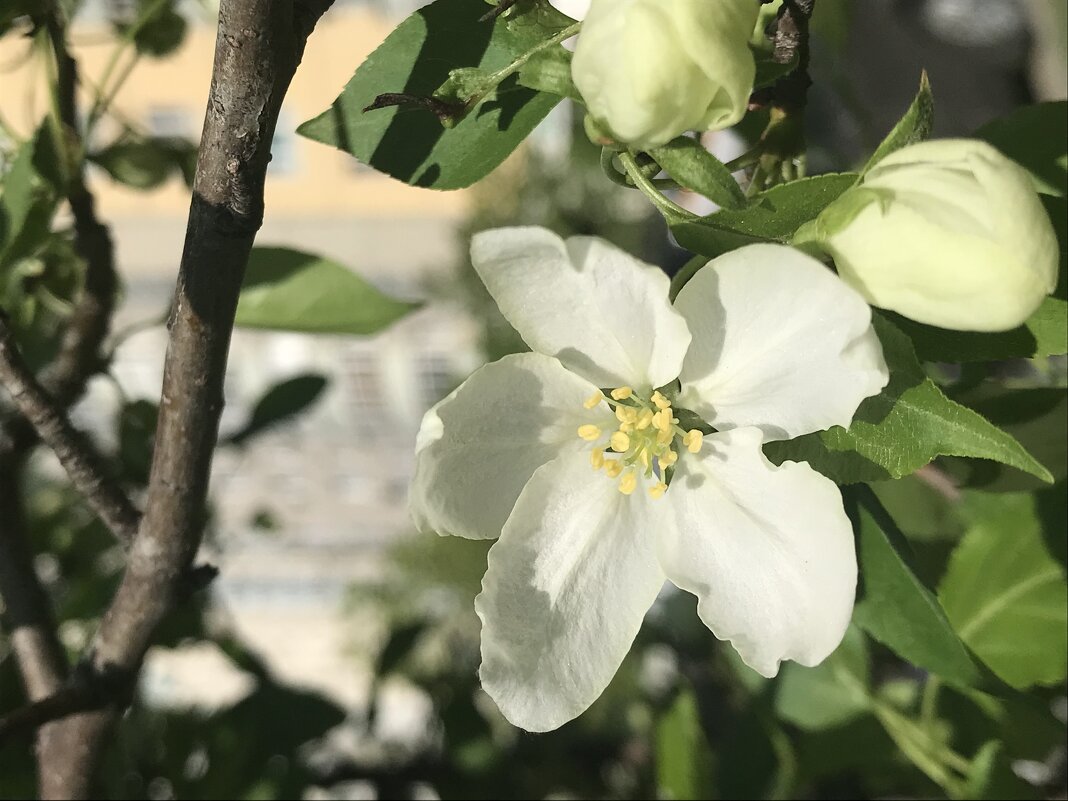 Прелестная нежность цветущих садов - Pippa 